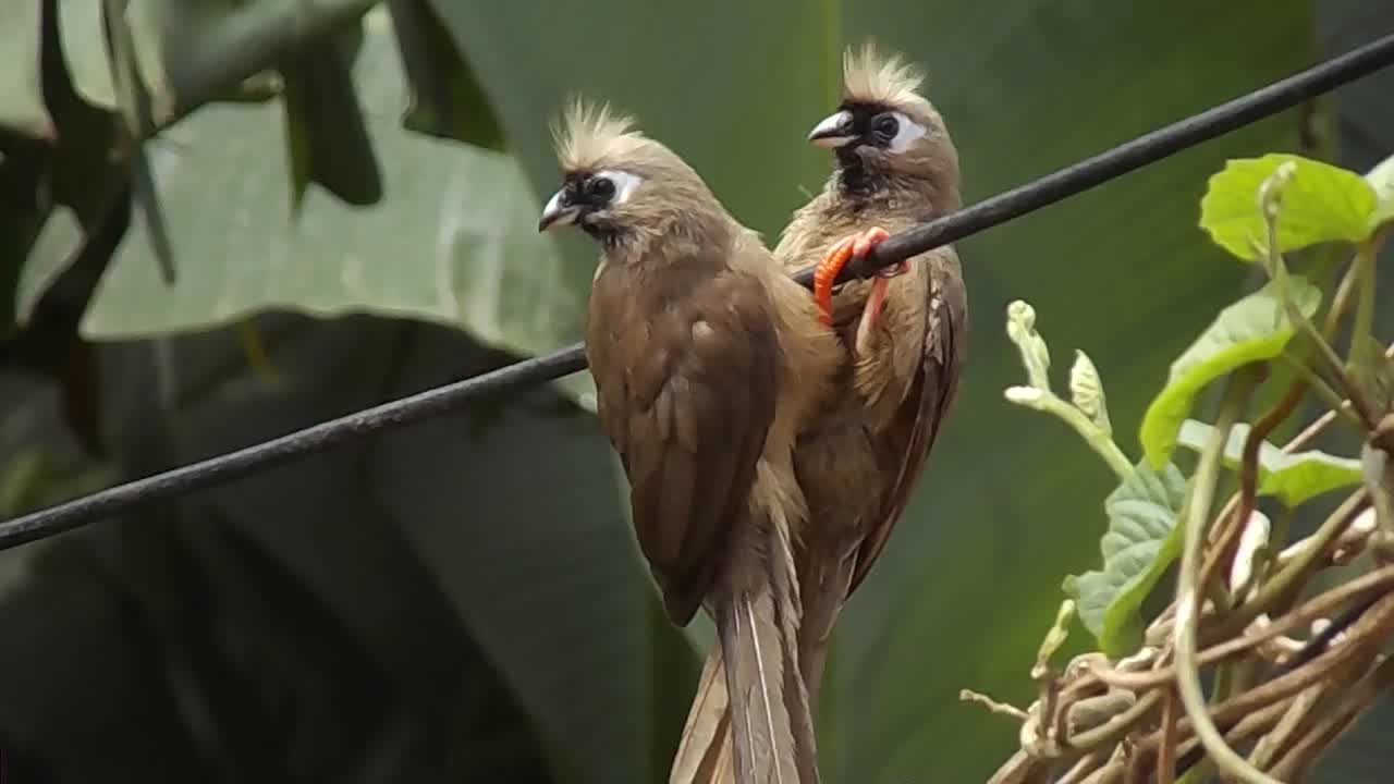 Beautiful birds playing with each other and tweeting