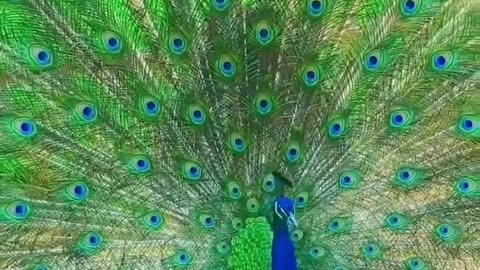 Beautiful peacock ❤️💕♥️