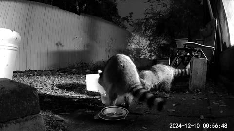 Raccoons 01