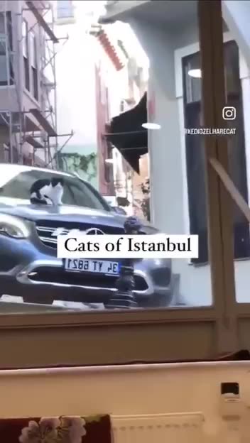 Cats of Istanbul have it pretty good