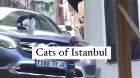 Cats of Istanbul have it pretty good