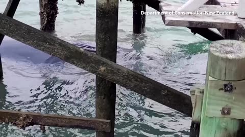 NZ rescuers dismantle wharf to free trapped pygmy blue whale