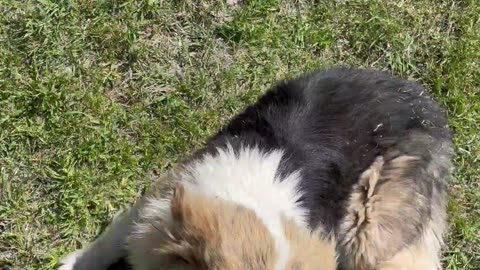 Happy dog running.