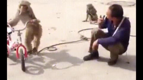 Funny Monkey Video