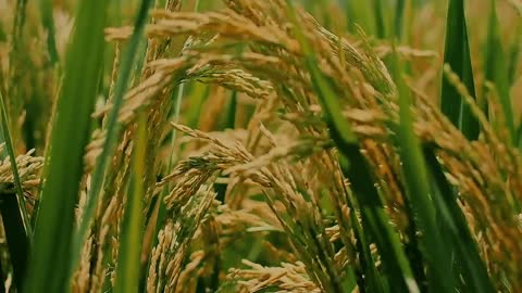 Is this rice?