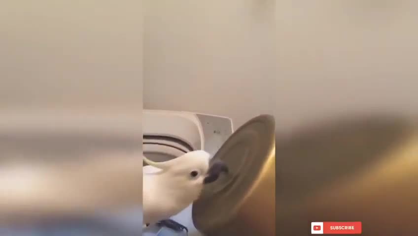 Beautiful white parrot banging on the pot