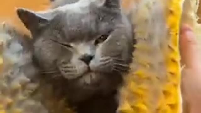 Cute Cat Short Video