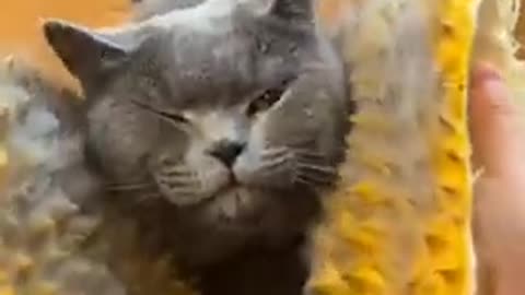 Cute Cat Short Video