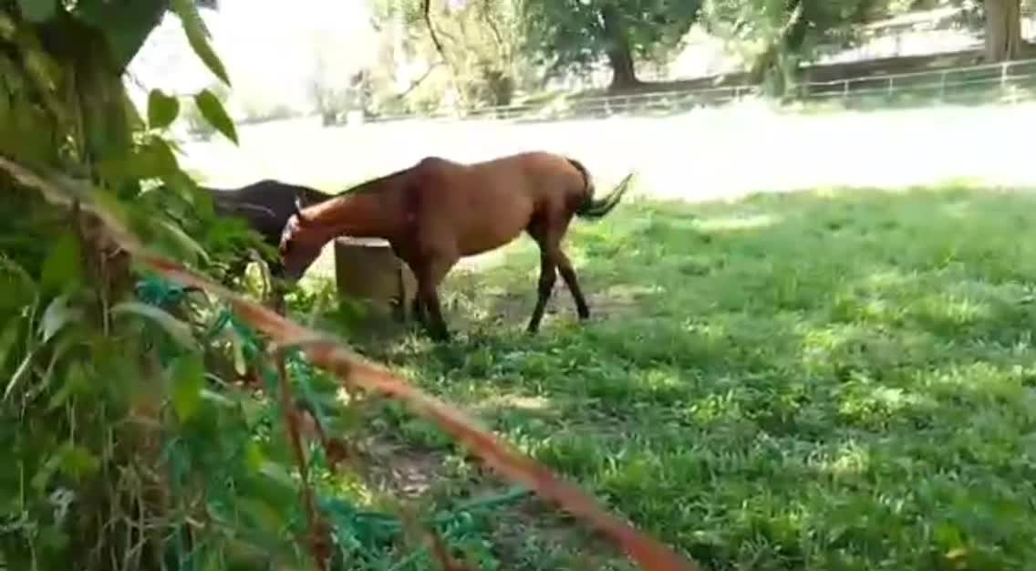 STUD FARM HORSES.