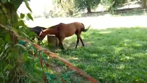 STUD FARM HORSES.