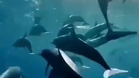 A large school of dolphins