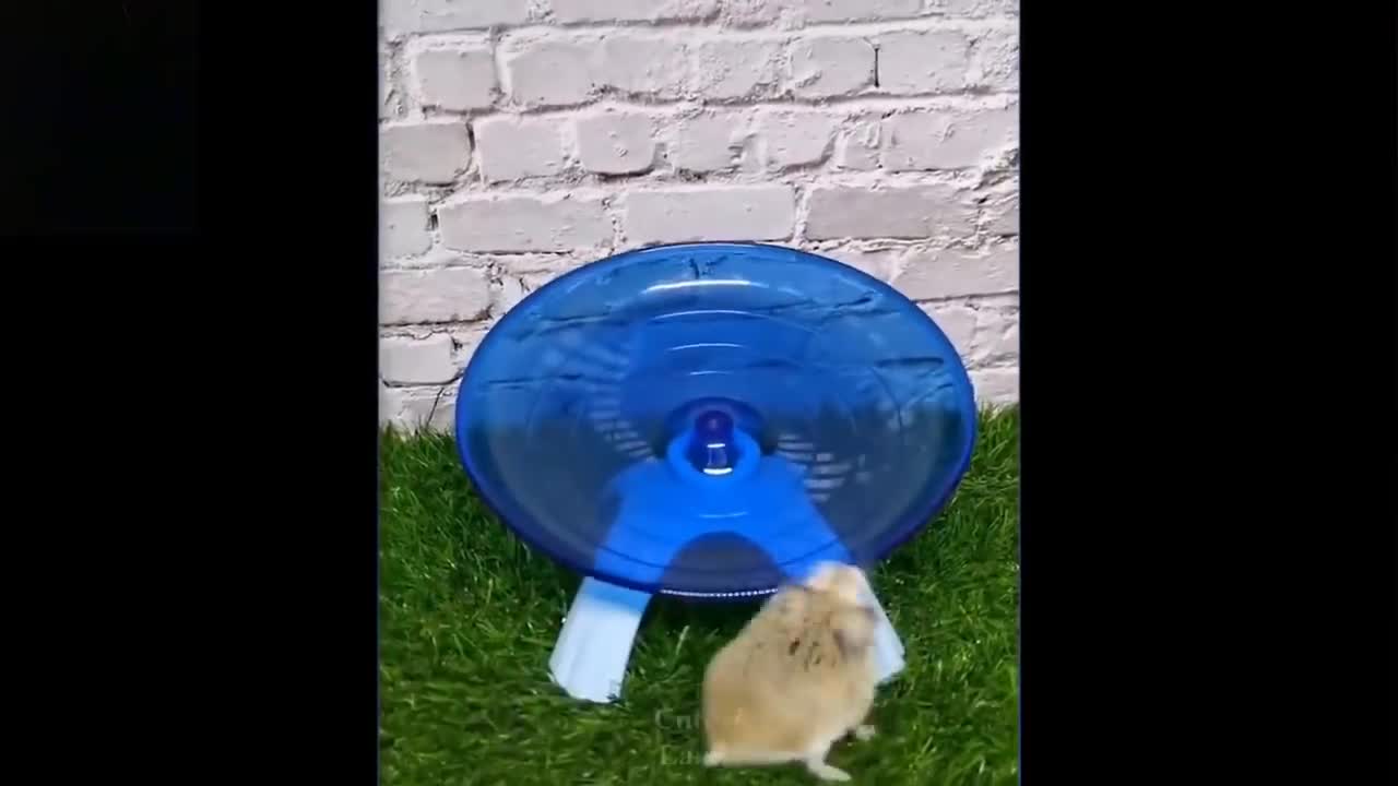 Funny Animal Video#1