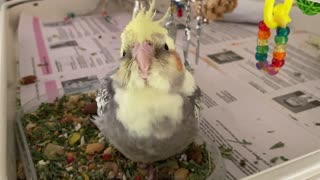 A Happy Cockatiel