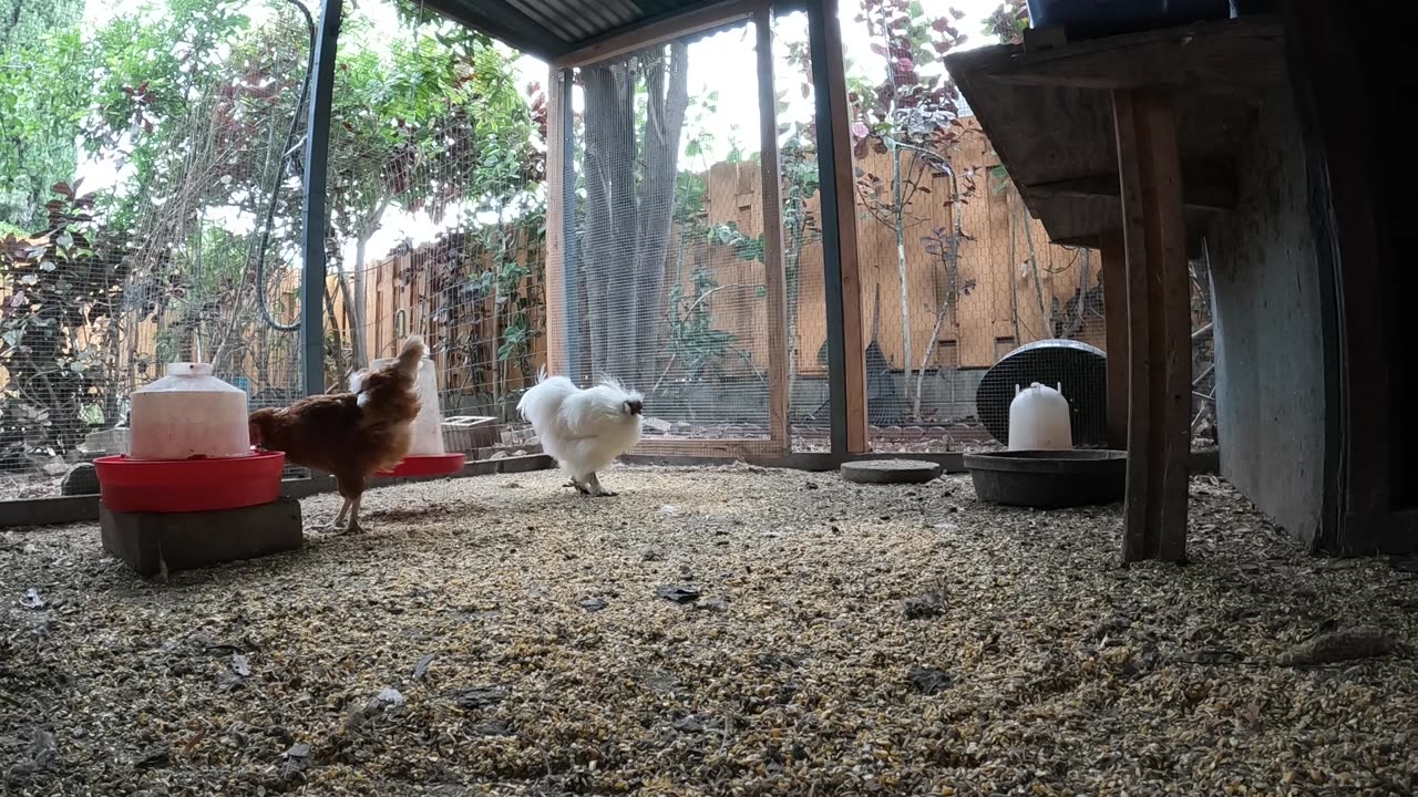 Backyard Chickens Fun Relaxing Video Sounds Noises Hens Roosters!