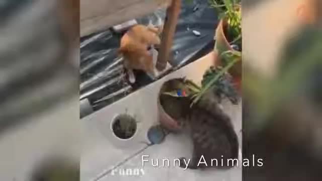 Funny Cat and Dog's Reactions! - Cute and Funny Animals Video Compilation #2