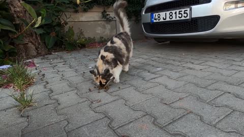 Beautiful fluffy cat didn't approach me without seeing the food
