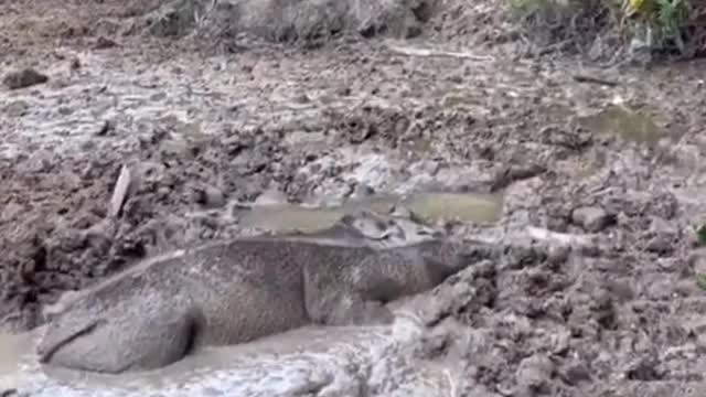 Good Pig