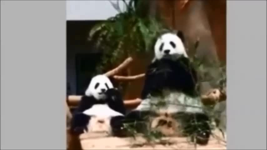 Pandas eating bamboo