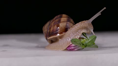 cute snail with a flower