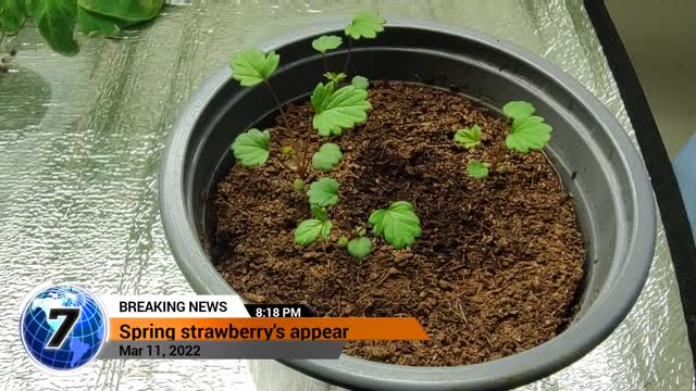 Coming soon... spring strawberry's how too