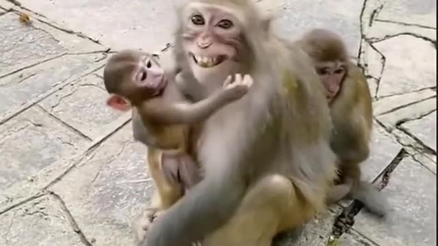 Funny monkey 🤣🤣🤣🤣🐒🐒🐒🐒🐒