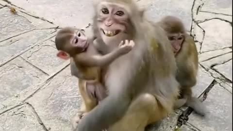 Funny monkey 🤣🤣🤣🤣🐒🐒🐒🐒🐒