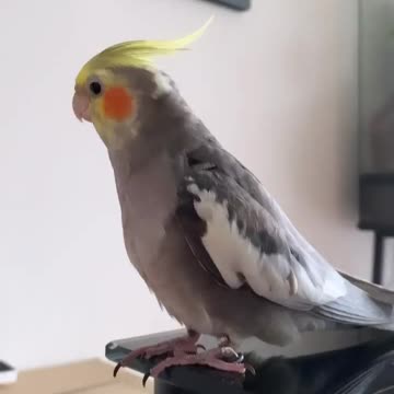 The wonderful cocktail bird sings in the room