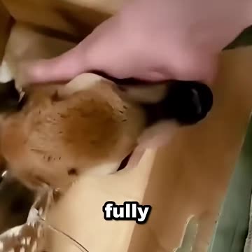 Wounded deer finds new home with kind man ❤️