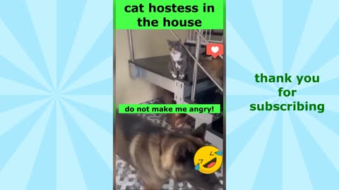 Try not to laugh. Funny videos pets
