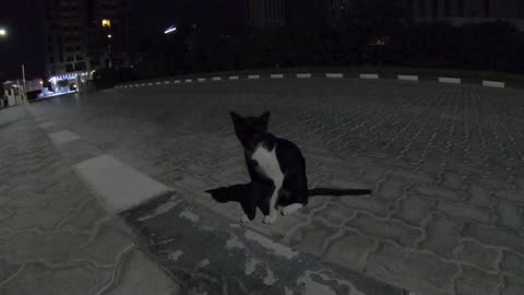 RIHANNA - Homeless cat in Ras Al Khaimah, UAE #cat #cats #Rihanna #emirates #ae #UAE #food #homeless