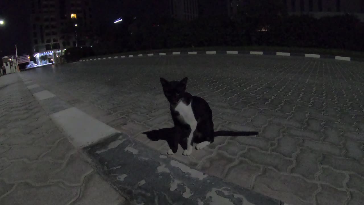 RIHANNA - Homeless cat in Ras Al Khaimah, UAE #cat #cats #Rihanna #emirates #ae #UAE #food #homeless