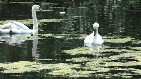 Łabędzie / Swan # 1