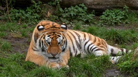 Siberian tiger lying on the ground _ - No Copyright _ Animal videos ( 720 X 1280 50fps )