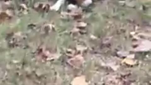 Chats, chiens, animaux, nos amis les bêtes nous font rire ou sourire !