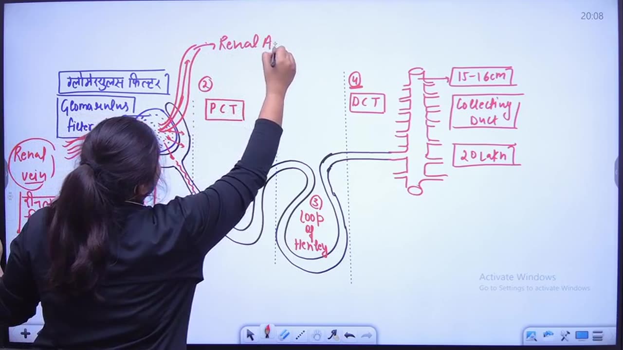 67 excretory system 2
