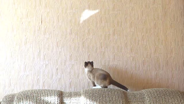 Cat attempts to catch reflection, wipes out adorably!