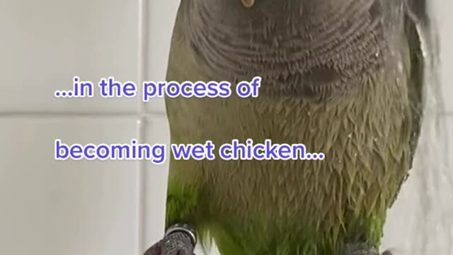 Singing Parrot While Showering ..Too funny!