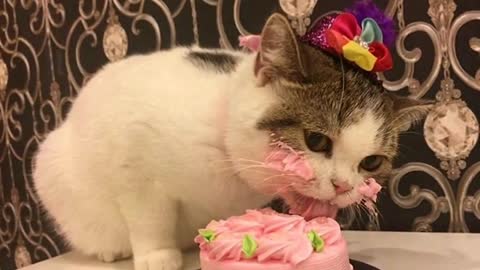 Cake eating cat birthday