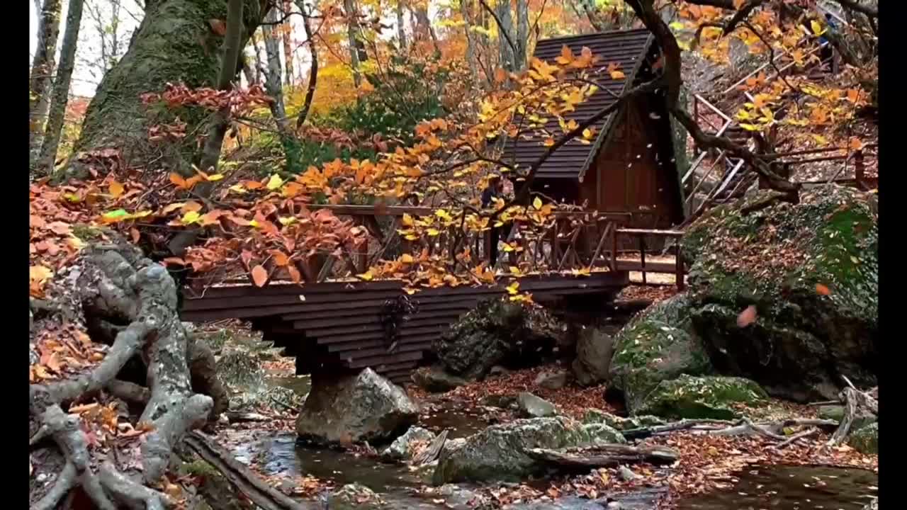 Beautiful fall Scenery with Healing Zen Music 🥰