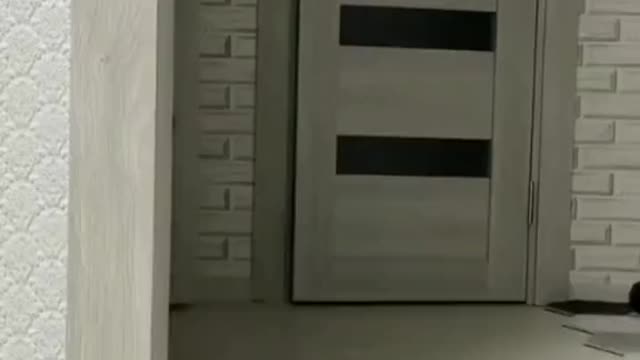 Do you like cat dance this is for you