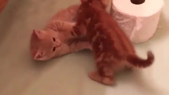 2 yellow kittens love to play