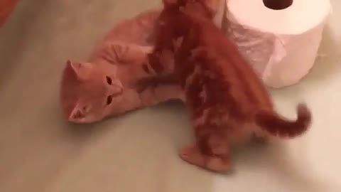 2 yellow kittens love to play