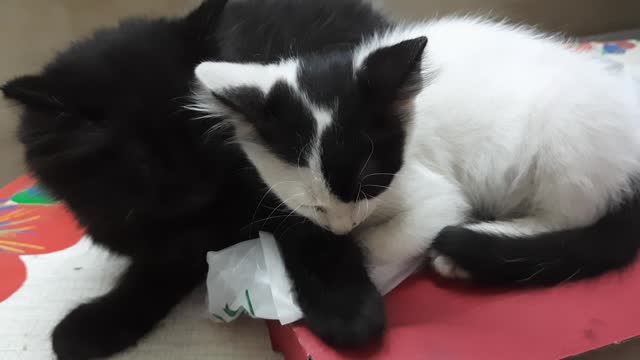 Black Kitten Jhoney Sleeps Like Angle