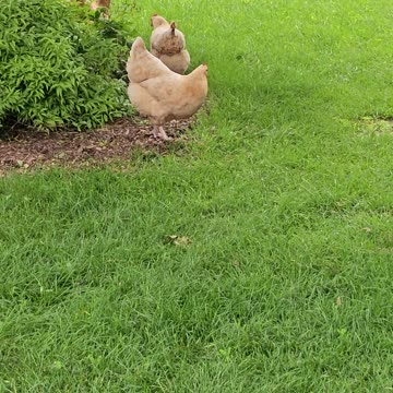 OMC! Orpington hens are worm, bug, and grub hunting pals! 🐔🐔🐛#orpington #chickens #shorts #bug #hunt