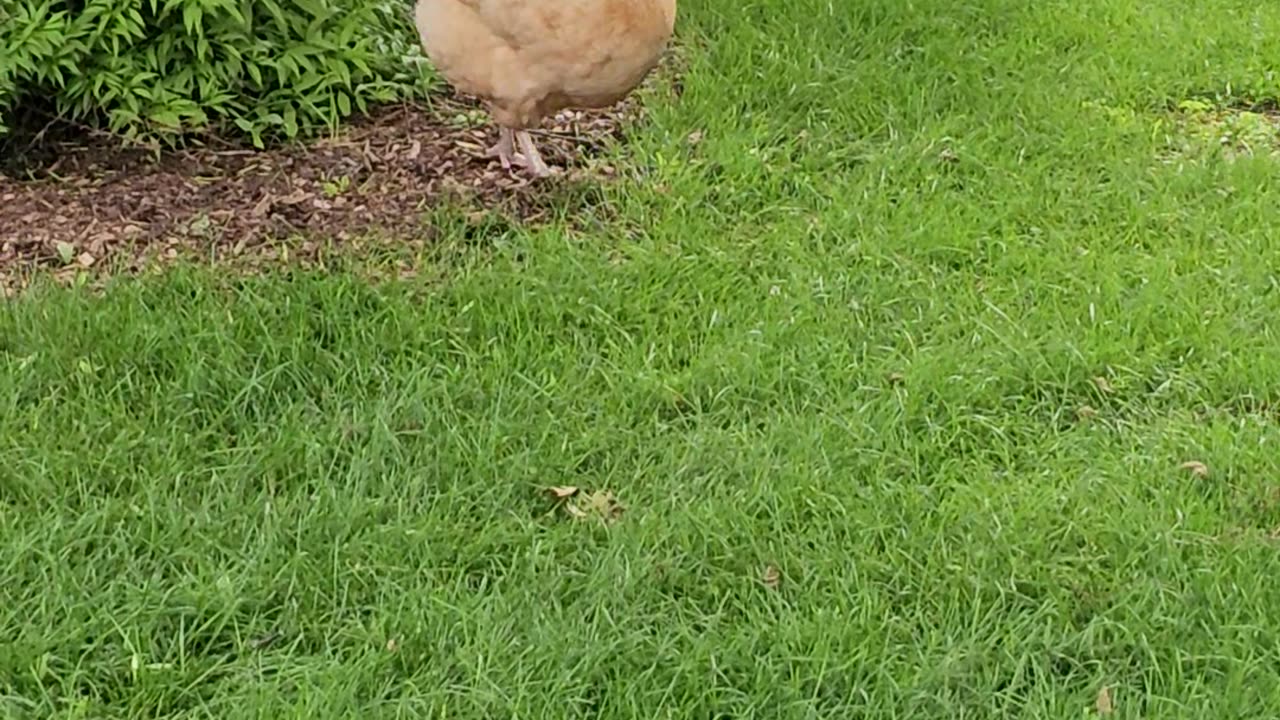 OMC! Orpington hens are worm, bug, and grub hunting pals! 🐔🐔🐛#orpington #chickens #shorts #bug #hunt