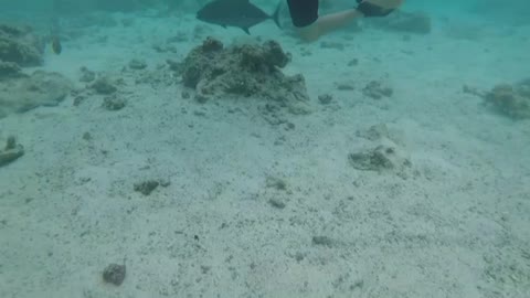 Saipan snorkeling fish