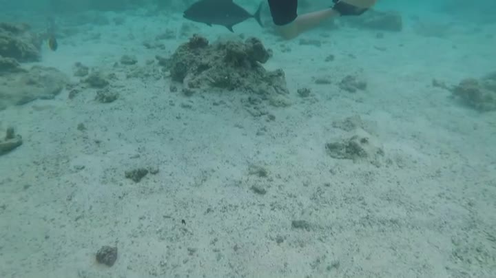 Saipan snorkeling fish