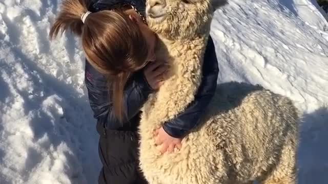 Alpaca and owner in the snow