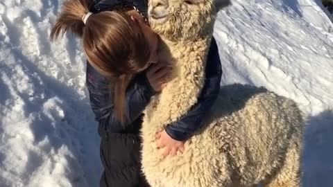 Alpaca and owner in the snow