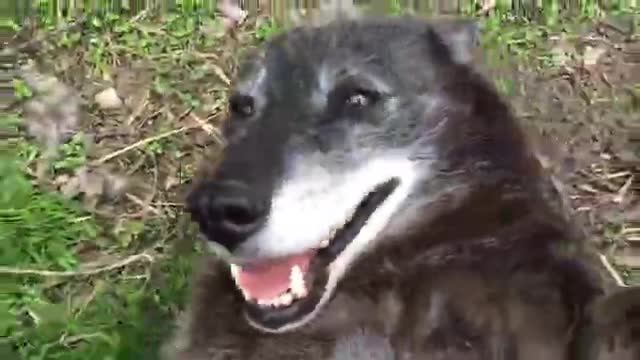 A very happy wolf